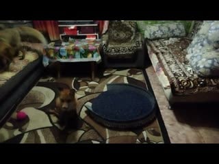 Vid 20191017 065153 mp4