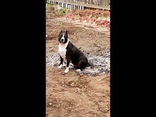 Yanika yan ( боня ) 09 01 2017г г братск