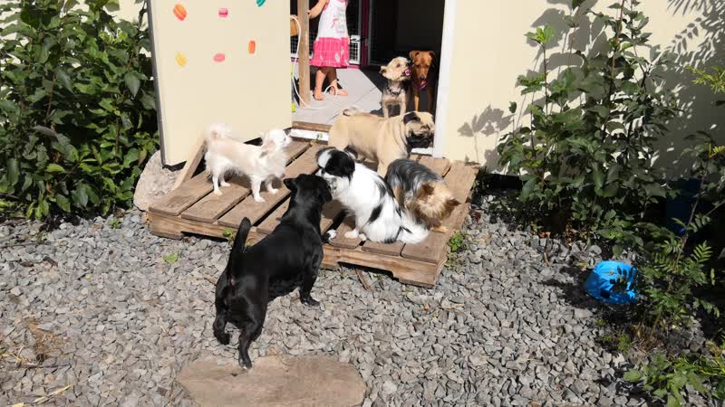 Метис боня, японский хин чарли, йорки алан и филя, цвергпинчер нами, мопс леонард, чихуахуа мелисса, французские бульдоги ева и