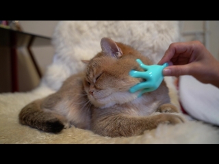 Массаж пушистых щёчек 💆‍♂️