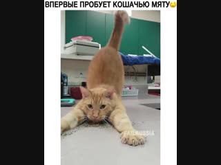 @failrussia вппрвые пробует кошачью мяту😂