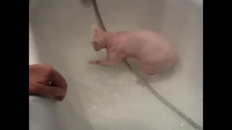 Сфинксы любят купаться 3