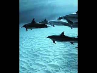 Vid 20200520 090924 821 mp4