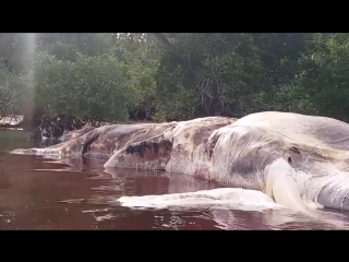 Massive sea creature washes up on indonesian beach