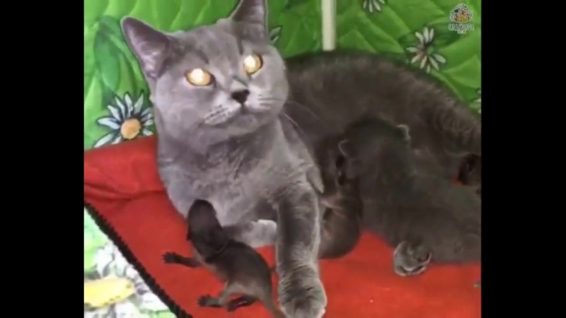 Кошка приняла новорождённых енотов