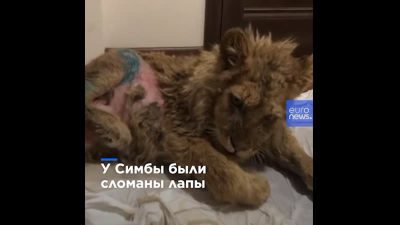 Когда симбу только нашли, у него были сломаны лапы и вырваны куски шерсти