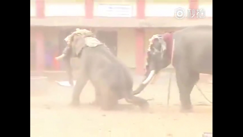 Elephant porn video – Разъяренный слон испортил праздник(angry elephant)