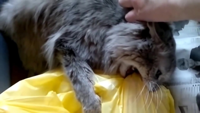 Кот намертво вцепился в мясо