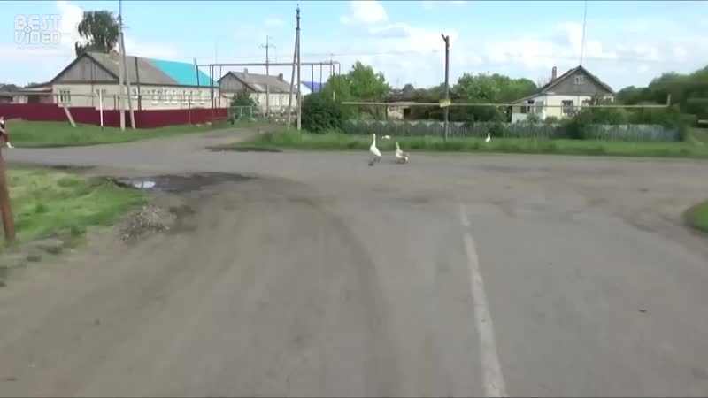 Телохранители ёжика