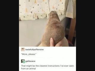 Submit to me, lazy hooman