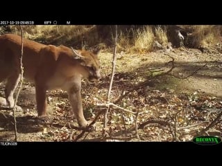 2018 tejon conservancy camera trap compilation lions of tejon пума скрытая камера