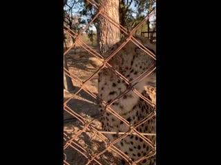 Крити отдыхаем в замбии со своей командной