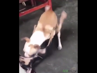Стиль собачки