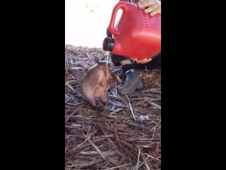 Brazilian farmers giving water to a thirsty armadillo