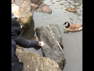 Anikka albrite кормит уток, секс звезда порно модель