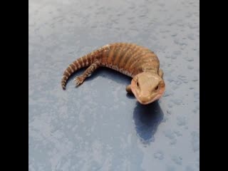 Blue tongue skink