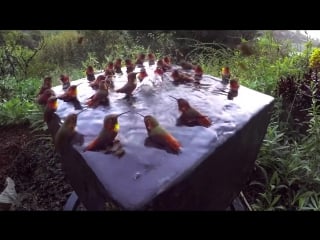 Hummingbird pool party number five! (vhs video)