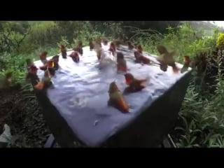 Hummingbird pool party!