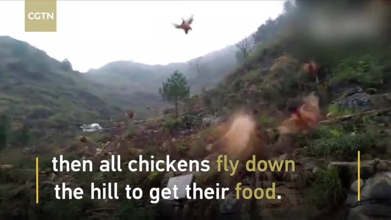 Фермер свистком сгоняет стаю кур на обед