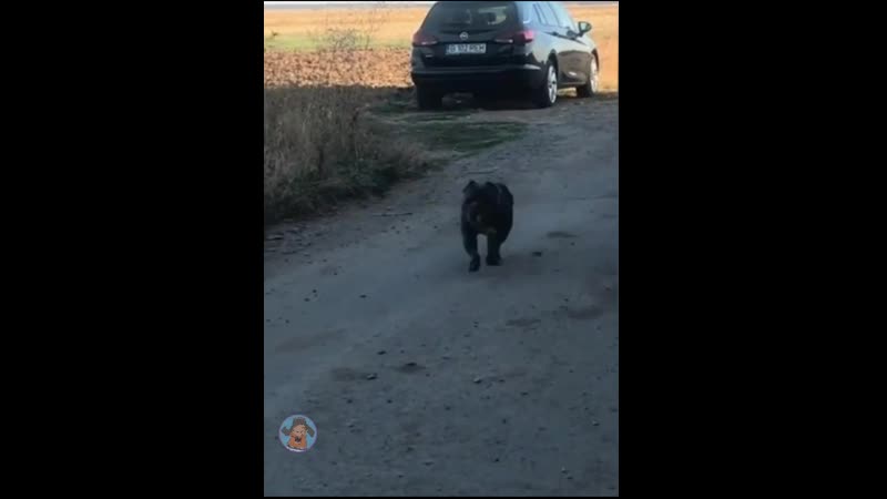 А я милого узнаю по походке)