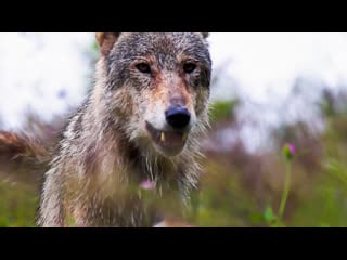 Молодые пир и волчьи свадьбы чем в мае заняты дикие звери? | все как у людей