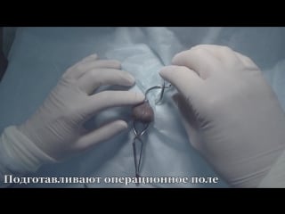 Открытая кастрация кота | open feline castration