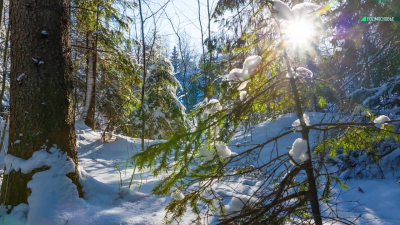 Красота подмосковной зимы