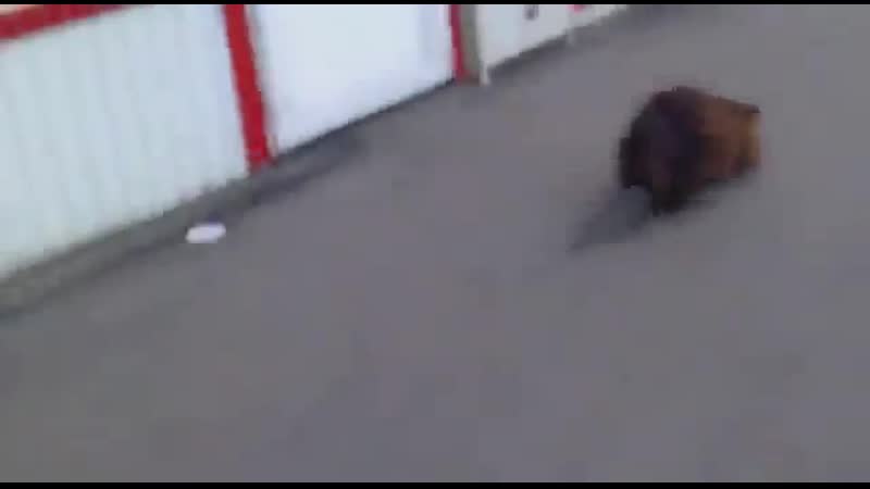 Бля саша это реальный бобёр я отвечаю