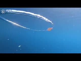 Подводный флекс от медузы