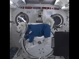 Funy and cute bhc 4acdsmp mp4