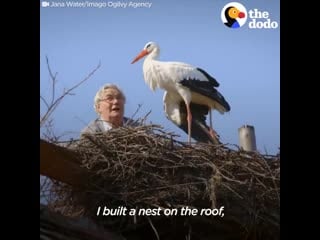 Man does everything for his rescued stork klepetan malena the dodo