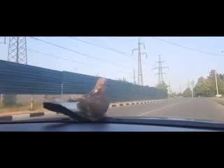 Словил попутку