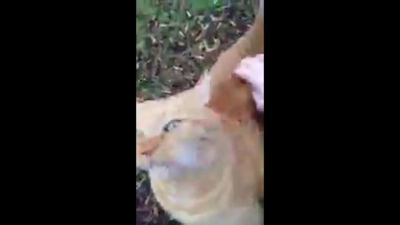 Поющий котей