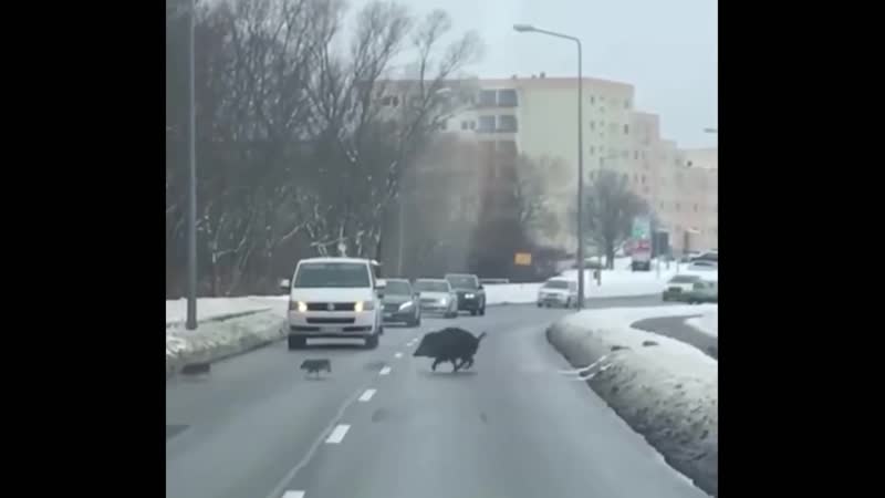 Кабанчики в центре города