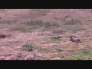 Pack of hyenas takes over a prides porn until the male lion returns and reminds them who the king of the jungle is