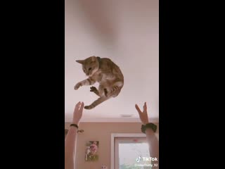 No cats were harmed in the making of this tiktok