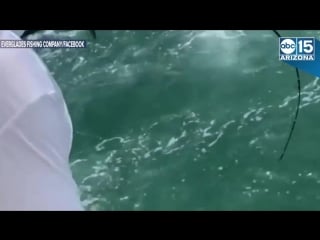 Shark becomes snack! 500 pound goliath grouper eats shark as florida fishermen watch abc15 digital