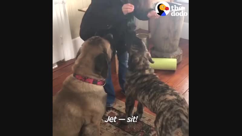 Песик учит своего друга сидеть по команде