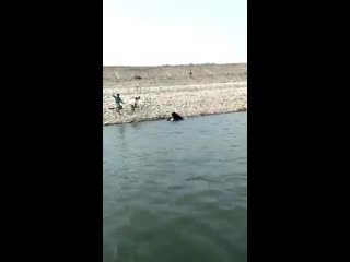 Bear porn forest watcher at velugodu reservoir in kurnool andhrapradesh @sakshihdtv worldwaterday