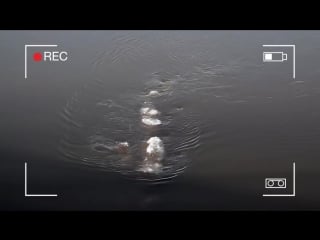 Mysterious sea monster caught on camera wading through the alaskas icy chena river