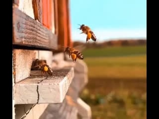 Видео от "пасека петровича" •цветочный мёд•