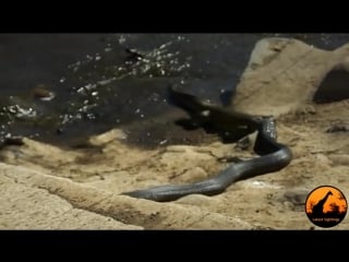 Змея глотает полосатого варана 28 апреля 2013 (snake swallowing water monitor 28 april 2013)