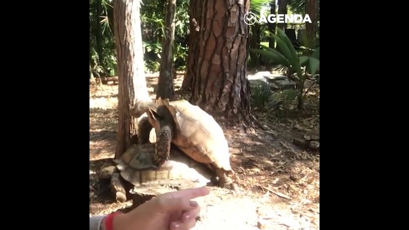 Как спариваются черепахи