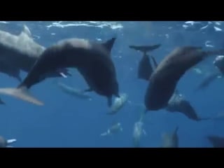 Bbc "королевство океанов" народ гигантской синевы