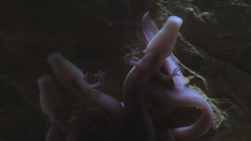 Секреты подземной жизни 2 серия из 2 "недра земли" / secret life underground (2015)