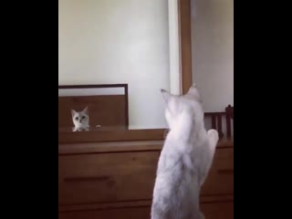 Where tf did theses come from