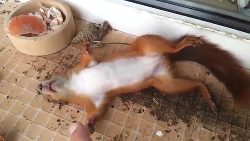 Спящая белка