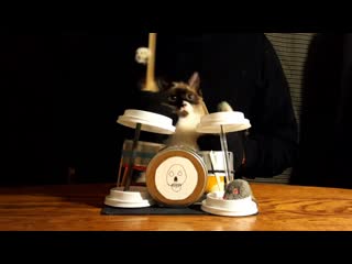 Here we have a cat drumming to iron maiden 😈