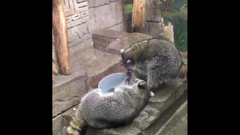 Тиша и ксюша