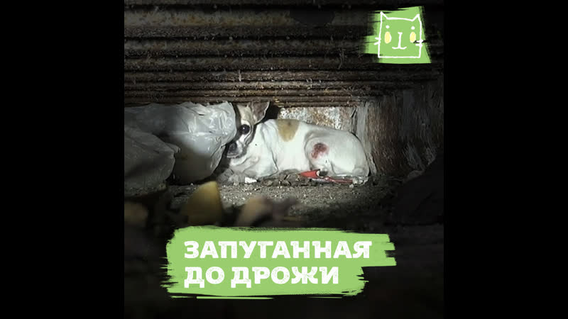 Чихуахуа трясется от боли и страха